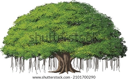 A Big Banyan Tree vector illustration isolated on white background, EPS