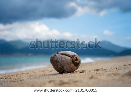 A closeup shot of a coconut on the shore on a blurred background