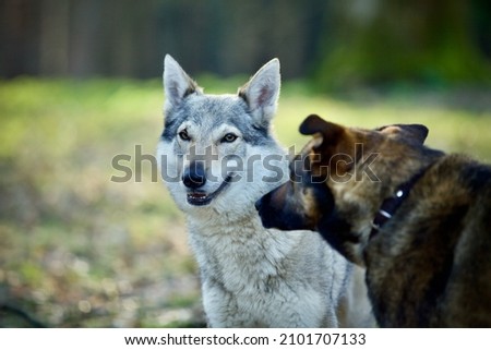 Portrait of a domesticated wolf dog and a brown shepherd cross breed dog in a park in the Netherlands