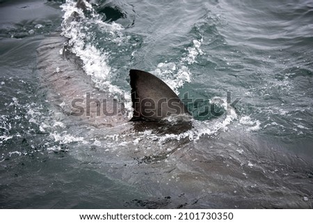 White shark fin sticking out of water