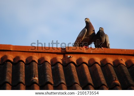 friendly birds on the roof