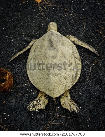 A vertical shot of a turtle lying on the dirt