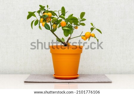 Citrus plant Calamondin, Citrofortunella microcarpa, madurensis with light green young leaves and ripe small orange fruits in the plastic pot. Close-up with selective focus. Indoor citrus tree growing Royalty-Free Stock Photo #2101776106