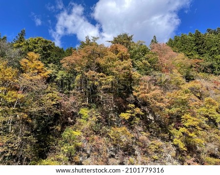 Landscape colored with autumn leaves