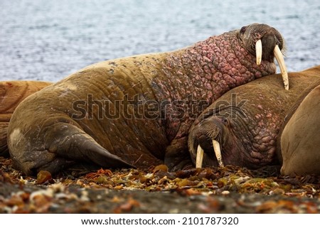 A group of walruses lying together on the shore at Svalbard, Norway