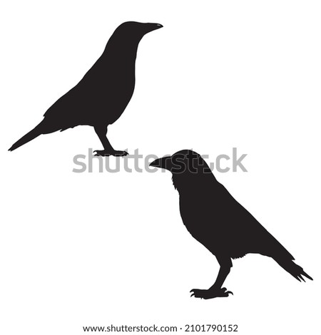 Vector illustration of black bird ravens