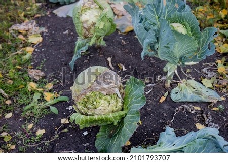 a head of cabbage in the country. a bad cracked cabbage. autumn harvest