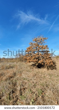 Beautiful tree with yellow and orange leaves in the fall