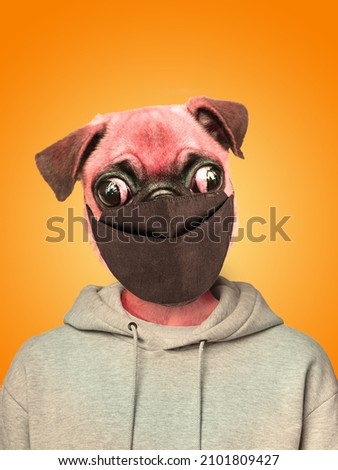 Sick pug dog with covid 19 disease with big eyes wearing gray hoodie in black mask