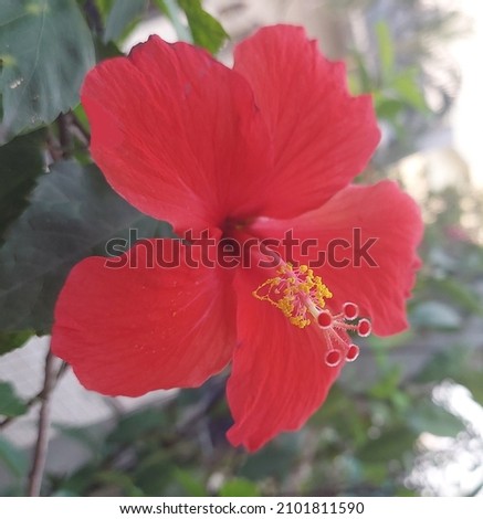 Red hibiscus flower meaning is often associated with passion. It's often used to symbolize romance and love.