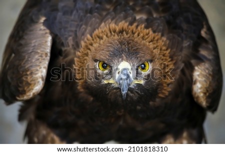 The hawk is watching closely. Hawk eagle portrait close up Royalty-Free Stock Photo #2101818310