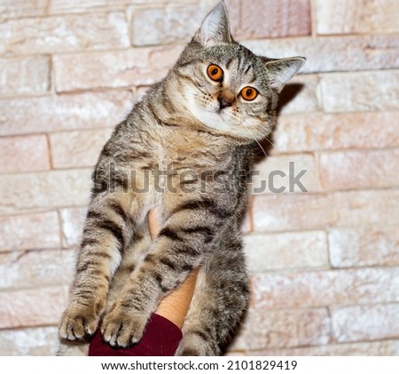 Scottish chinchilla golden tiger tabby cat in his hands on the background of the wall, the theme of cats and cats in the house, pets their photos and their lives