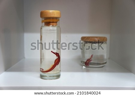 Clearing and Staining of seahorse in formaldehyde in glass jar. Preservation of organisms in clear liquids for internal structure studies.