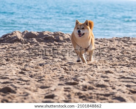 
Shiba inu dog at sea 