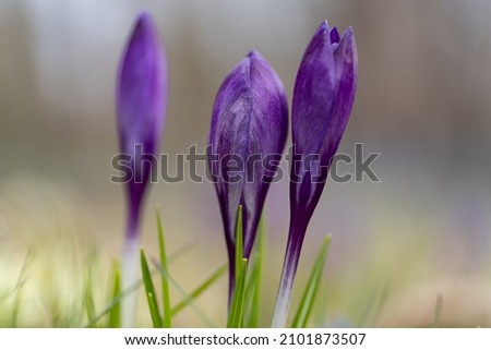 crocus up close in a group or alone standing up just about to open, light colored grass and violet blossom, spring flowers sun flooded, Easter pic maybe, one primrose and a bunch of crocuses, fresh 