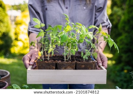 Woman gardener holding tomato seedling in crate ready for planting in organic garden. Planting and gardening at springtime Royalty-Free Stock Photo #2101874812