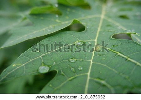 dew drops on papaya leaves. Leaves with water drops. Can be used as a background. tetesan embun di atas daun pepaya di pagi hari. selective focus