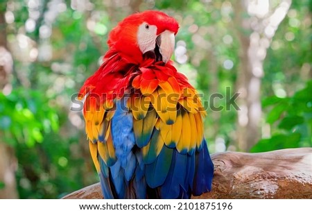 Picture of a Colorful Rainbow Parrot sitting on tree branch.