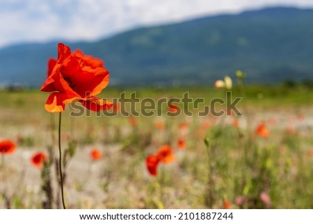 red poppy flower on blurred background of mountain nature. selective focus on flower. dangerous narcotic flower