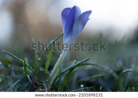 early morning shot of crocus still closed and opening up with dew and frost, delicate close up spring flower macro photography, flowers are shot with grass, beautiful spring crocus portrait