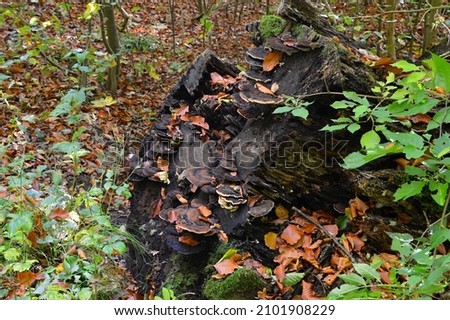 Mushrooms In Autumn in the Valley of the River Fulde, Walsrode, Lower Saxony