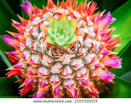 A very rare plant of the cacti family, with beautiful colors and full of life, in the middle of the jungle, on an overcast day. Ecuador, South America. Royalty-Free Stock Photo #2101920559