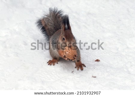 A small squirrel in a winter park with a fluffy tail holds a walnut in its paws with sharp claws. 