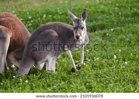 A closeup shot of a kangaroo in a field during the day