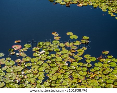 Landscape shot of water lilies in a pond