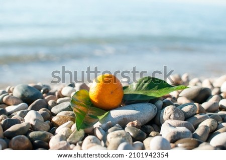 A ripe orange tangerine with green leaves lies on the rocks on the seashore