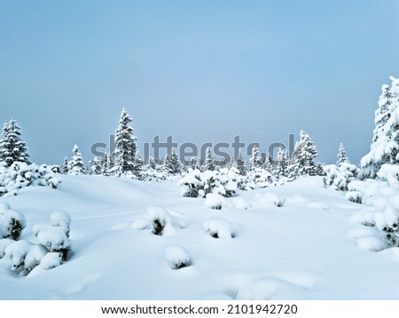 naturally winter spruces in the mountains and a forest in a snowy aura