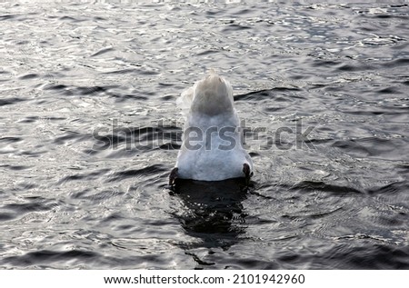 Single swan, with butt in the air, eating grasses on the bottom of the lake.