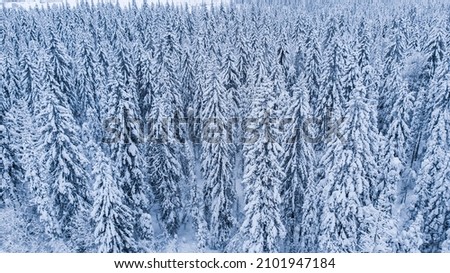 Natural background. View from the height of the winter forest and the road.