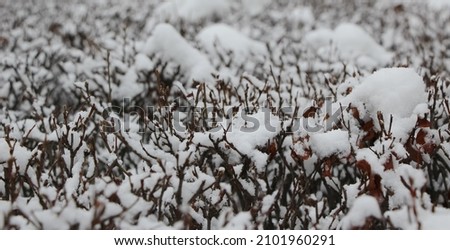 Shrubs under the snow  in the winter park for seasonal banner, large format