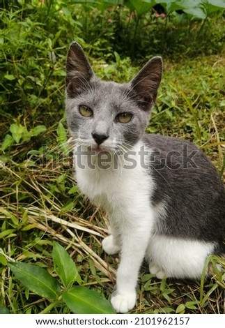 Pet image, small white and gray cat