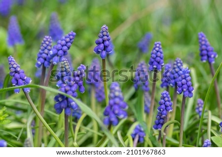 Muscari armeniacum ornamental springtime flowers in bloom, Armenian grape hyacinth flowering blue plants in the garden and green leaves Royalty-Free Stock Photo #2101967863