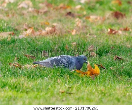 A gray pigeon in a field with fall leaves
