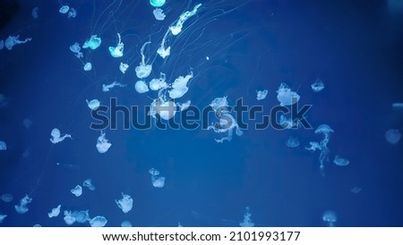 jellyfish background. underwater life. aquarium sea jelly swirl. swirling in water. aqua nature background. neon and fluorescent medusa. Royalty-Free Stock Photo #2101993177