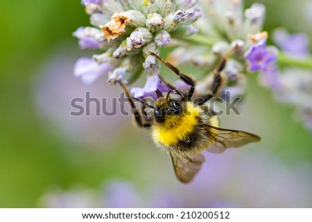 Bumblebee in summer