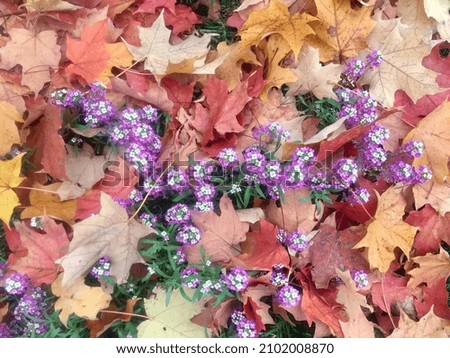 colorful fall leaves with purple flowers
