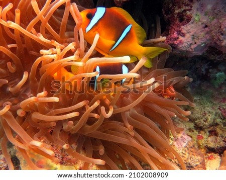 beautiful clown fish of the red sea egypt
