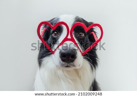St. Valentine's Day concept. Funny puppy dog border collie in red heart shaped glasses isolated on white background. Lovely dog in love celebrating valentines day. Love lovesick romance postcard Royalty-Free Stock Photo #2102009248