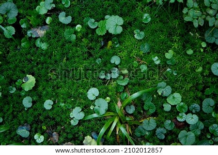 Green leaves in the forest