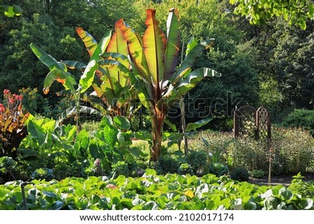Ensete ventricosum, enset,Ethiopian banana, Abyssinian banana, pseudo-banana and false banana,  flowering plant in the banana family Musaceae Royalty-Free Stock Photo #2102017174