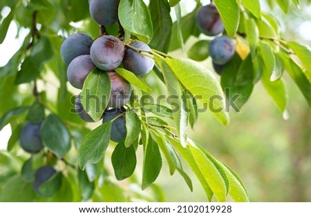 Close up of the plums ripe on branch. Ripe plums on a tree branch in the orchard. Royalty-Free Stock Photo #2102019928