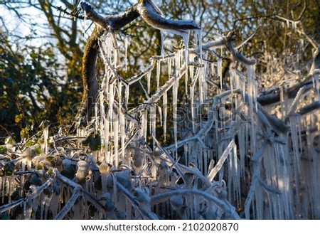 Low Freezing Temperature form large icicles in hedgerows and ice sculptures by the roadside on A120 in Bishops Stortford Hertfordshire
