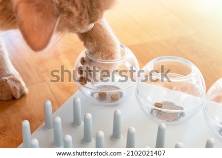 Close up of an adorable cat trying to catch a crunch. Funny kitty playing with treats. Cat with a challenging toys for feline. Stimulating treats games for kitten.  Royalty-Free Stock Photo #2102021407