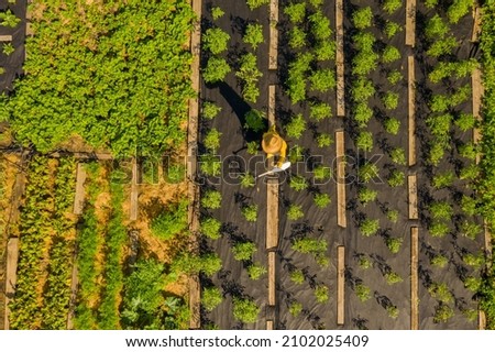 A young girl in a straw hat is standing in the middle of her beautiful green garden, covered in black garden membrane, view from above. A woman gardener is watering the plants with watering can Royalty-Free Stock Photo #2102025409