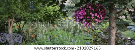 Fuchsia and pink million bell calibrachoa with a background of grasses on a summer day Royalty-Free Stock Photo #2102029165