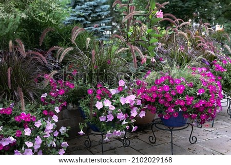 Fuchsia and pink million bell calibrachoa with a background of grasses on a summer day Royalty-Free Stock Photo #2102029168